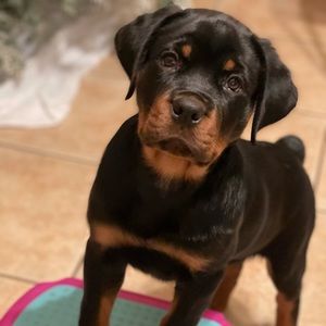 Meet your Posher, Amber